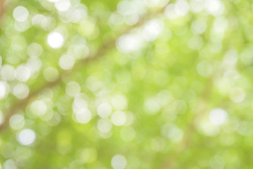 Obraz premium Blurred park with bokeh background / Blurred nature background / green and white background from tree in sun light.