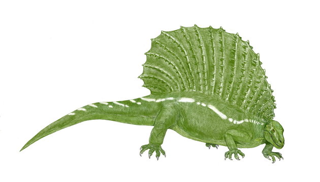 エダフォサウルス。恐竜以前の草食性爬虫類。石炭紀からペルム紀まで生息。植物性らしく上下のあごには細かい歯がびっしりと生えていた。ディメトロドンと同じく、夜間冷え切った体をいち早く温めるための大型の帆を背中に持っていた。
