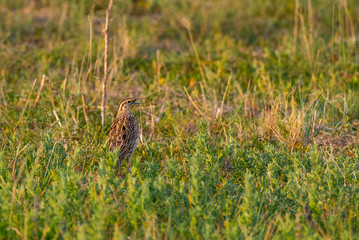A Western Meadowlark Singing its Lyrical Call on a Summer Morning on the Prairie on Colorado