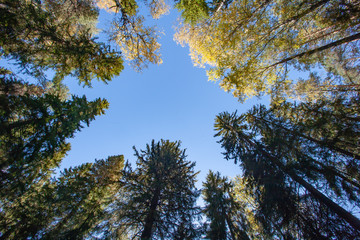 Foliar and coniferous tree crown in the forest with blue sky on the background