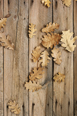 Autumnall still life