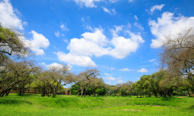 Fototapeta na wymiar landscape green garden and blue sky background 