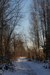 forest path in early winter in the shade of trees