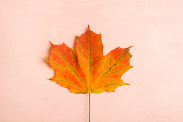Colorful maple leaf over pink background with copy space