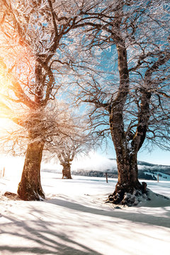 Verschneite Winterlandschaft und Sonnenschein im Schwarzwald