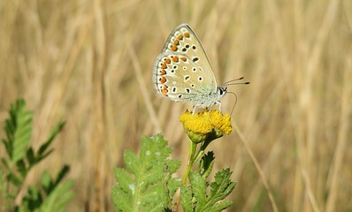 Polyommatus butterfly on yellow tansy flowers in the field at autumn