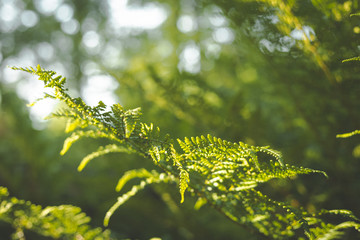 Close-up of fern leaf in the sun. green background with blue sky.