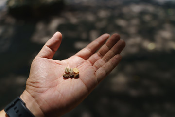 Obraz premium Hand holding coffee beans