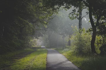 Foto op Plexiglas Sunlight coming through trees and foggy misty conditions on cycling and walking path. Zonlicht door de boomtoppen en mist over fietspad in Oisterwijkse Bossen en Vennen. © Peter Nolten