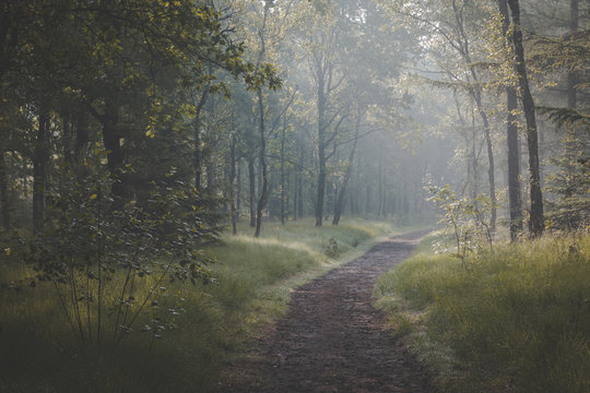 Sunlight coming through trees and foggy misty conditions on cycling and walking path. Zonlicht door de boomtoppen en mist over fietspad in Oisterwijkse Bossen en Vennen.