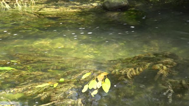 Foothill autumn stream with flowing and cold water, floating green plants buckwheat amphibian Polygonum amphibium and moss key Fontinalis antipyretica in the foothills of the North Caucasus