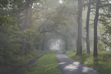 Fototapeten Sunlight coming through trees and foggy misty conditions on cycling and walking path. Zonlicht door de boomtoppen en mist over fietspad in Oisterwijkse Bossen en Vennen. © Peter Nolten