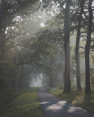 Fototapeta premium Sunlight coming through trees and foggy misty conditions on cycling and walking path. Zonlicht door de boomtoppen en mist over fietspad in Oisterwijkse Bossen en Vennen.