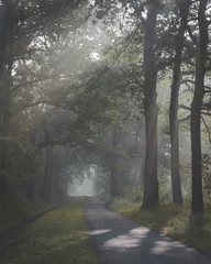 Foto auf Leinwand Sunlight coming through trees and foggy misty conditions on cycling and walking path. Zonlicht door de boomtoppen en mist over fietspad in Oisterwijkse Bossen en Vennen. © Peter Nolten