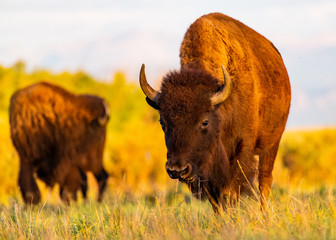 A Bison Roams the Prairie on a Warm Summer Morning