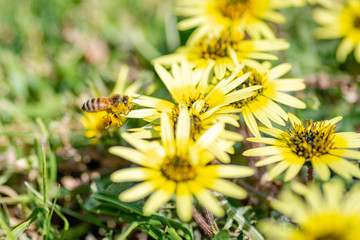 A single black and yellow bee on a yellow daisy flower in the bright summer  sunlight in Melbourne Australia
