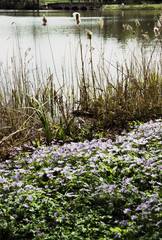 compton verney stately home and arts foundation warwickshire english midlands england uk - shot on film