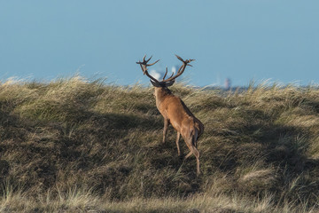 hirsch auf der düne