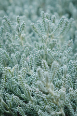 curry plant macro - Helichrysum italicum 