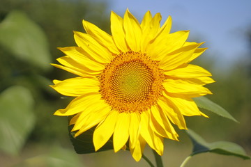 Sunflower