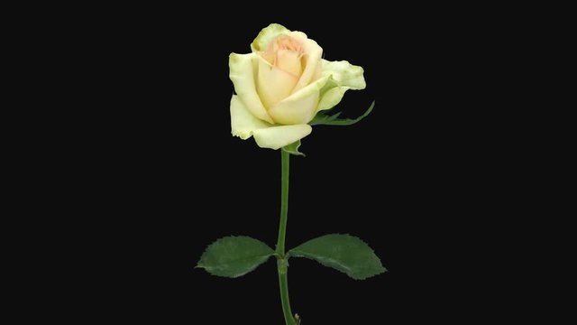 Time-lapse of dying white pink rose 1b1 in PNG+ format with ALPHA transparency channel isolated on black background

