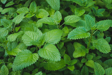 Fototapeta na wymiar fresh mint plant - peppermint plant in garden