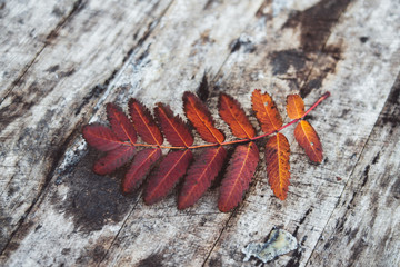 Autumn leaves in the forest