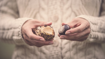 Close up of women’s hands holding (opening) spiky wild horse chestnut (conkers) just took from...