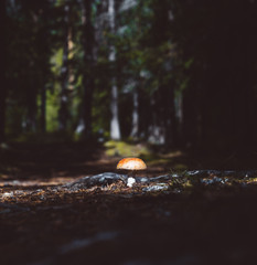 The mushroom in the woods