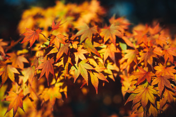 Naklejka na ściany i meble autumn leaves on black background