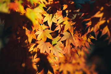 autumn leaves on black background