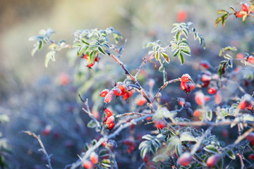 Red rosehip berries with snow. A wild rose shrub with frost and a blue sky in the background. First...