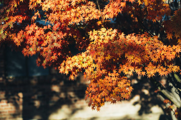 maple leaves background 