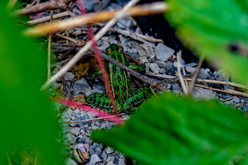 Looking down at a vibrant green and black spotted leaopord frog hiding in somge grass and twigs