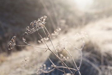 Hoarfrost on dry grass in meadow. Frost covered grass or wild flowers. First frost in autumn countryside meadow. Winter background.  - obrazy, fototapety, plakaty