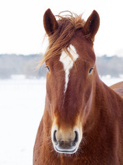 Suffolk Punch in the Winter