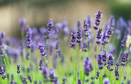 Picture of lavender flowers on field at sunlight © NDABCREATIVITY