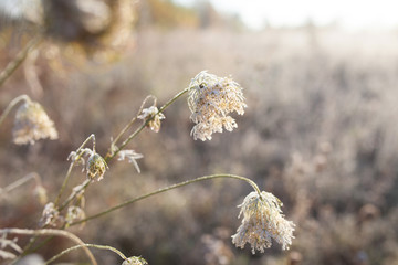 Hoarfrost on dry grass in meadow. Frost covered grass or wild flowers. First frost in autumn countryside meadow. Colorful background.