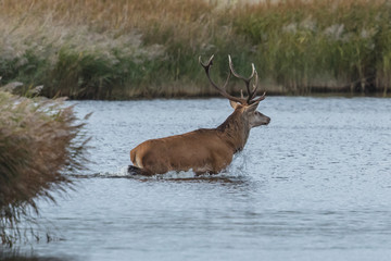 hirsch läuft durch das wasser