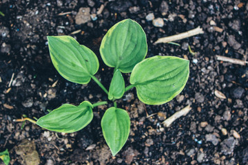 green plant in pot