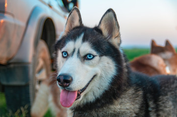Happy husky dog. Cute portrait Siberian husky with bright blue eyes.