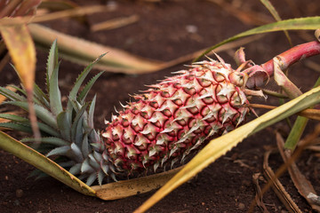 Red pineapple fruit growing on farm field