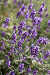 Obraz premium the blooming lavender flowers in Provence, near Sault, France