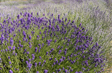 Naklejka premium the blooming lavender flowers in Provence, near Sault, France