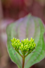 Blütenstempel vor unscharfem Hintergrund
