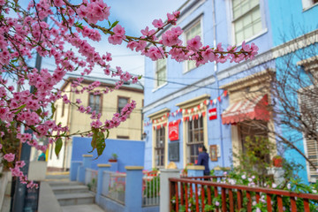 Cherry blossom in Valparaiso, Chile