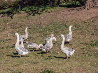 Weihnachtsgans Freilandhaltung
