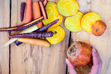 Hands holding yellow beet fall superfoods with root vegetable colorful carrots on rustic wood...