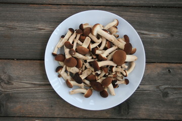 Funghi Pioppini, Hallimasch