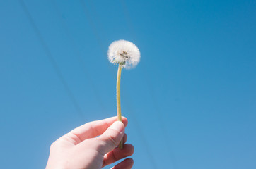 dandelion in hand isolated on blue background